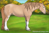 Horse Color:White Spotted Gold Champagne