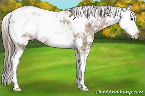 Horse Color:Black Pearl Sabino