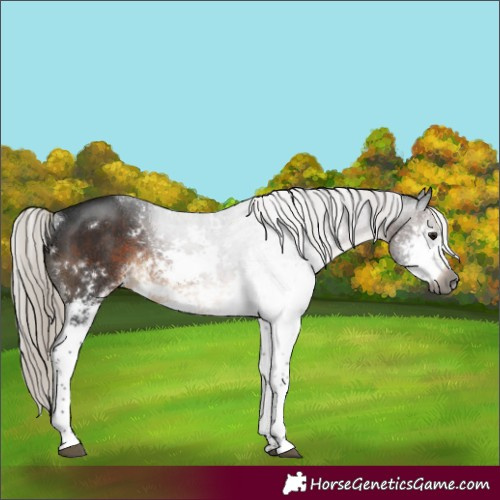 Horse Color:Gray Silver Brown Sabino Rabicano