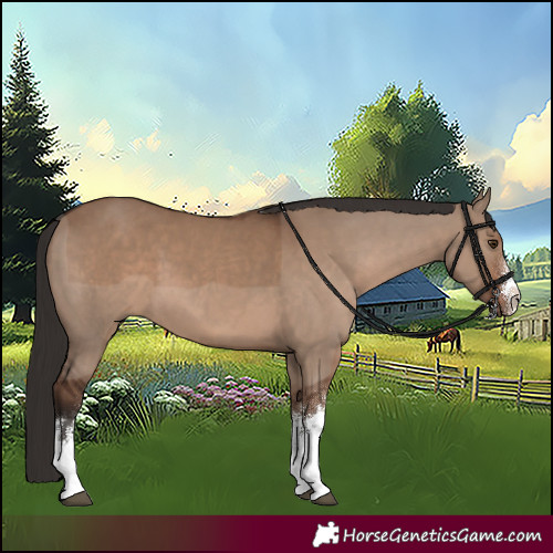 Horse Color:White Spotted Liver Red Dun 