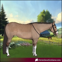 Horse Color:White Spotted Liver Red Dun 
