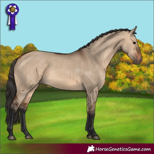 Horse Color:Bay Dun 
