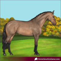 Horse Color:Bay Dun 