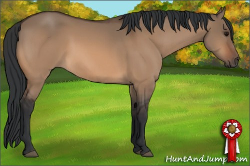 Horse Color:Bay Dun 