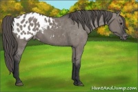 Horse Color:Grullo Appaloosa 