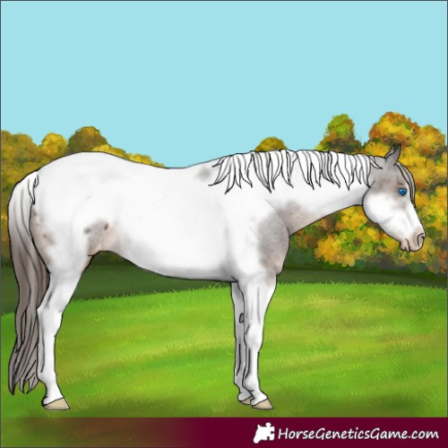 Horse Color:Liver Chestnut Tobiano Frame Varnish