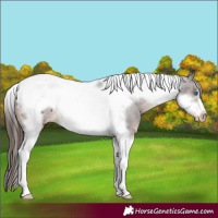 Horse Color:Liver Chestnut Tobiano Frame Varnish 