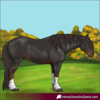 Horse Color:Liver Chestnut Tobiano 