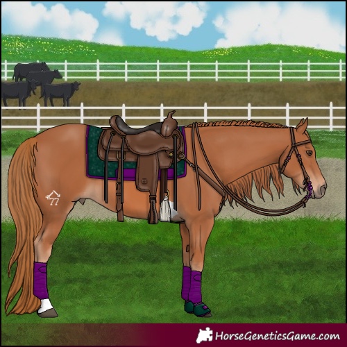 Horse Color:Chestnut Tobiano