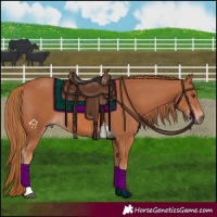 Horse Color:Chestnut Tobiano 