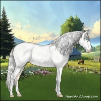 Horse Color:Cremello Near Leopard 