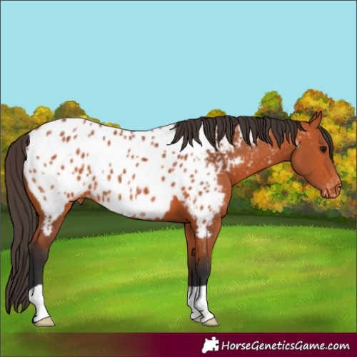 Horse Color:Bay Appaloosa 