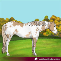 Horse Color:White Spotted Chocolate Palomino Dun Frame 