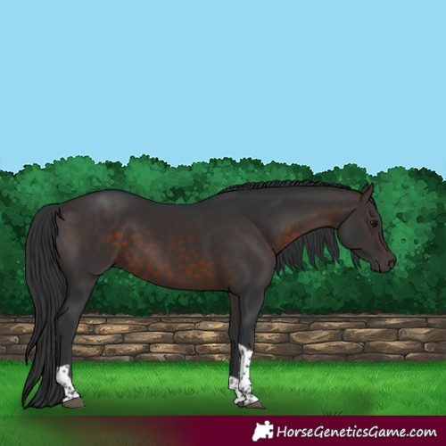 Horse Color:Brown Tobiano Rabicano 