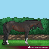 Horse Color:Brown Tobiano Rabicano 