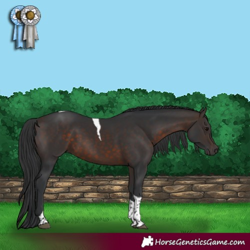 Horse Color:Brown Tobiano Rabicano 
