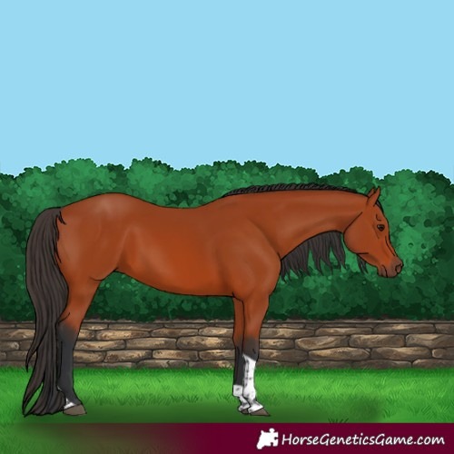 Horse Color:Bay Tobiano Rabicano 