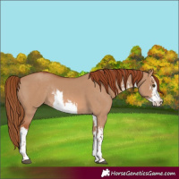 Horse Color:White Spotted Red Dun Rabicano 