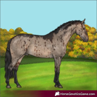 Horse Color:Brown Dun Brindle 