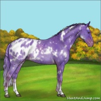 Horse Color:Watercolor White Spotted Liver Chestnut Sabino Appaloosa 