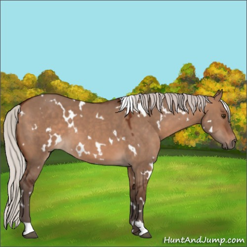 Horse Color:White Spotted Silver Brown Dun 