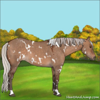 Horse Color:White Spotted Silver Brown Dun 