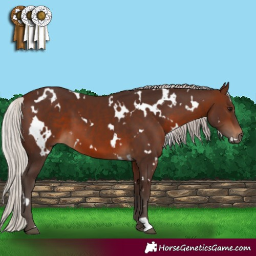 Horse Color:White Spotted Silver Brown