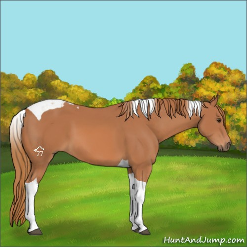 Horse Color:Chestnut Tobiano