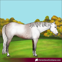 Horse Color:Gray Silver Bay 