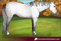 Horse Color:Gray Bay 