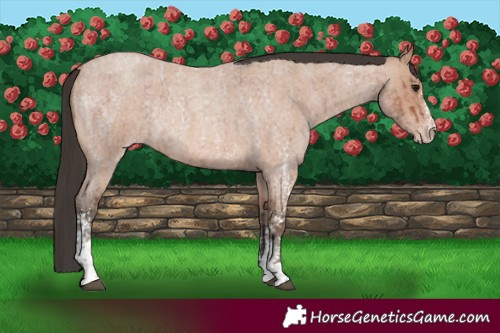 Horse Color:Bay Roan Sabino Rabicano and Amber Champagne Roan Sabino Rabicano