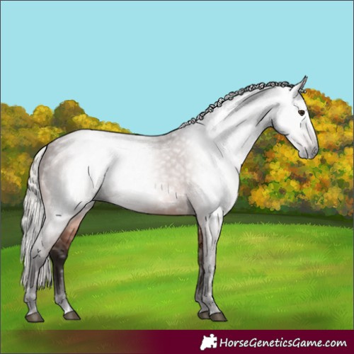 Horse Color:Gray Silver Bay 