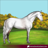 Horse Color:Gray Silver Bay 