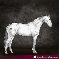 Horse Color:Black Sabino 
