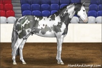 Horse Color:White Spotted Black Sabino Splash Rabicano