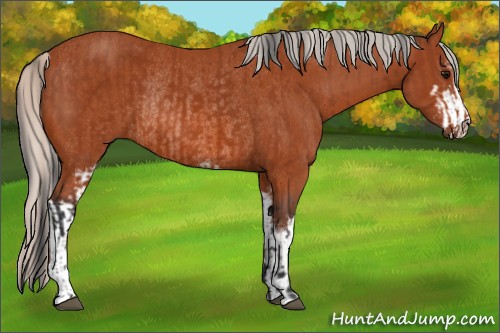 Horse Color:Bay Sabino Rabicano and Silver Bay Sabino Rabicano