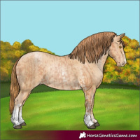 Horse Color:Bay Pearl Sabino Rabicano  and Buckskin Pearl Sabino Rabicano 