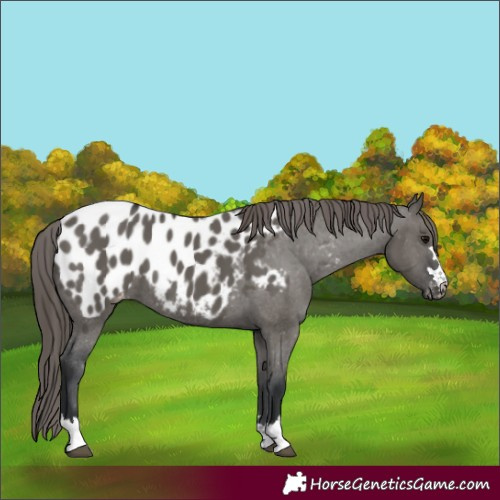 Horse Color:Grullo Appaloosa 