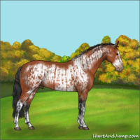 Horse Color:Bay Sabino Rabicano and Bay Sabino Frame Rabicano