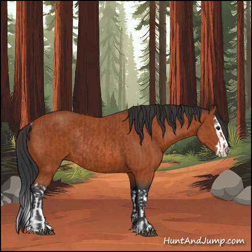 Horse Color:Bay Sabino Rabicano  and Bay Sabino Splash Rabicano 