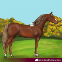 Horse Color:Chestnut 