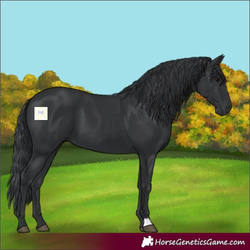 Horse Color:Black 
