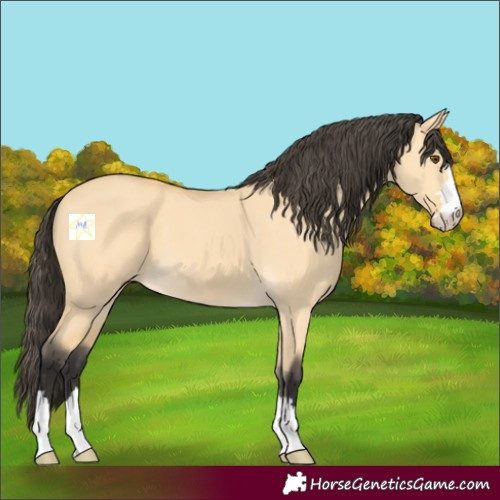 Horse Color:Buckskin Dun 