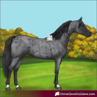 Horse Color:Blue Roan 