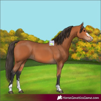 Horse Color:Bay 