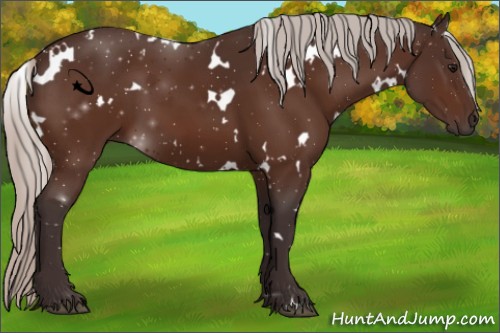 Horse Color:White Spotted Silver Bay 