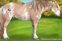 Horse Color:White Spotted Gold Champagne