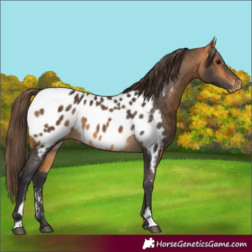Horse Color:Buckskin Sabino Appaloosa 