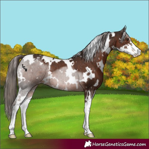 Horse Color:White Spotted Liver Chestnut Sabino Appaloosa 