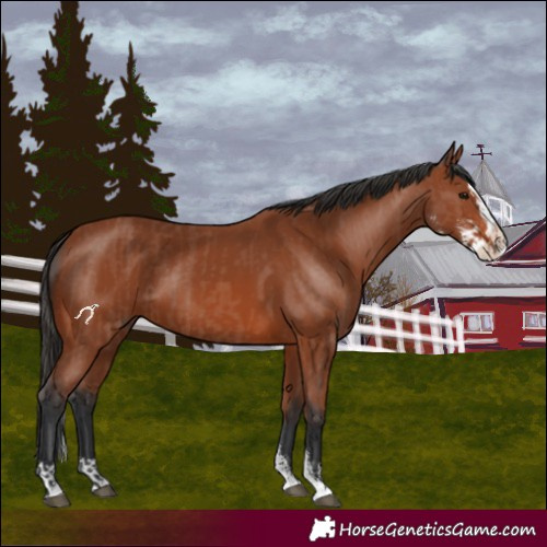 Horse Color:Bay Sabino Rabicano and Bay Sabino Splash Rabicano